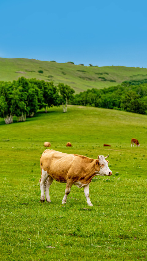 Cattle grazing on the grassland preview