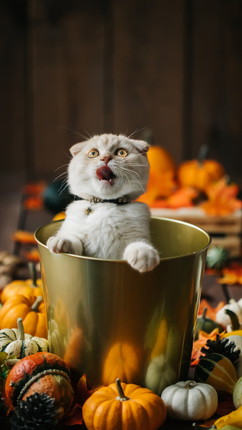 猫咪最不能吃的食物 preview