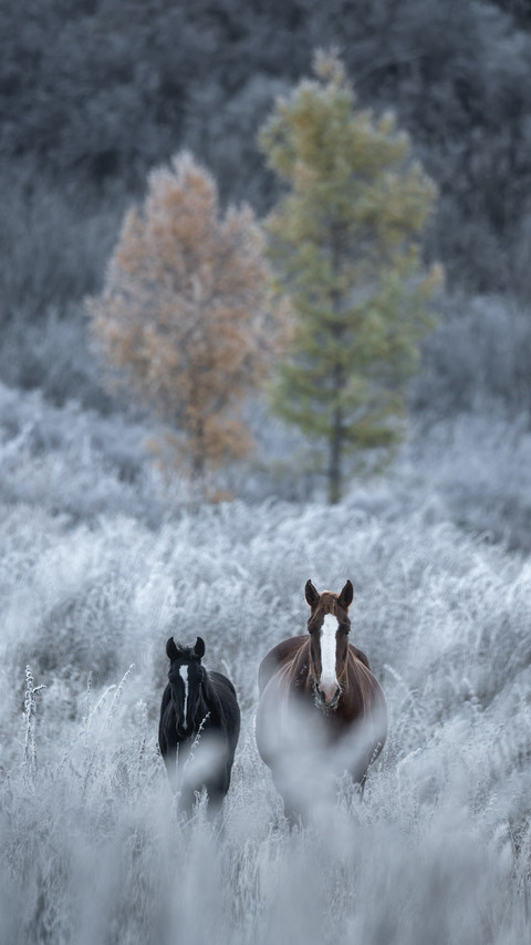 Two Horses Walking on The snow-covered Grass preview