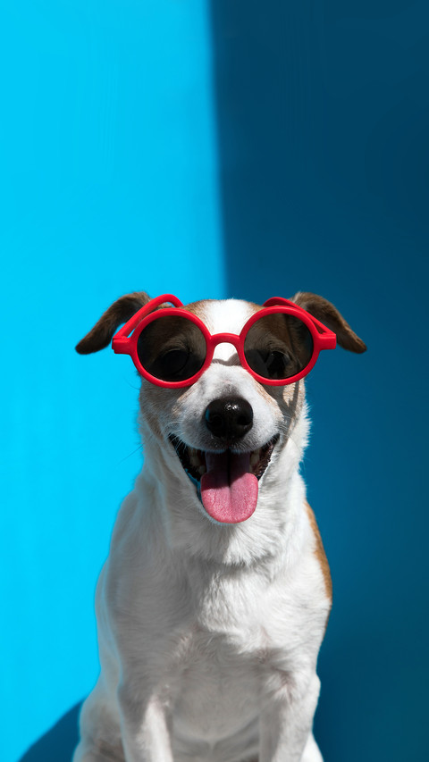 What to do if a dog loses its fur preview