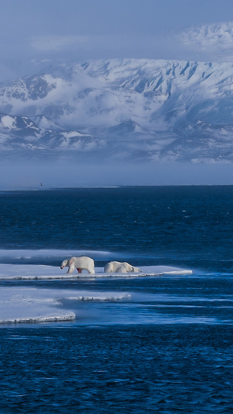 Polar Bear preview