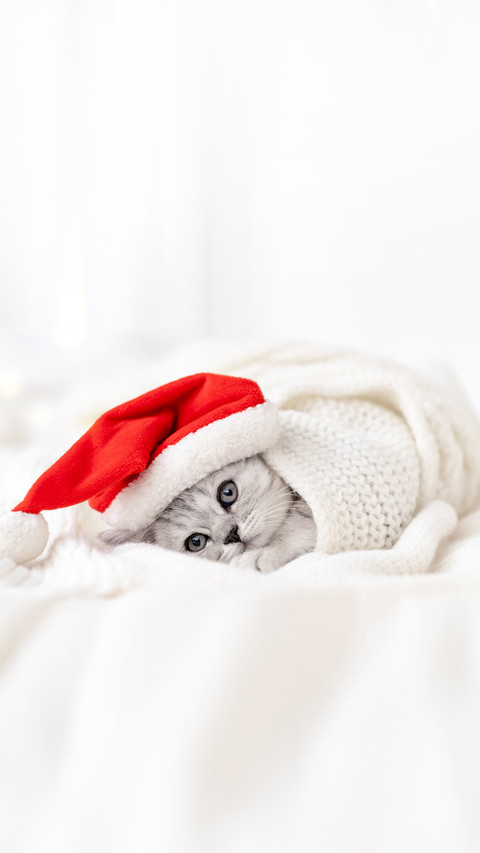 Striped Scottish fold kitten in Santa hat on white bed preview