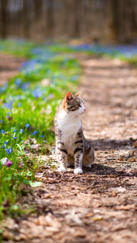 Outdoor cat preview