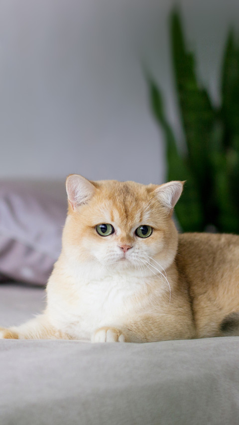猫咪真的会守护你吗 preview
