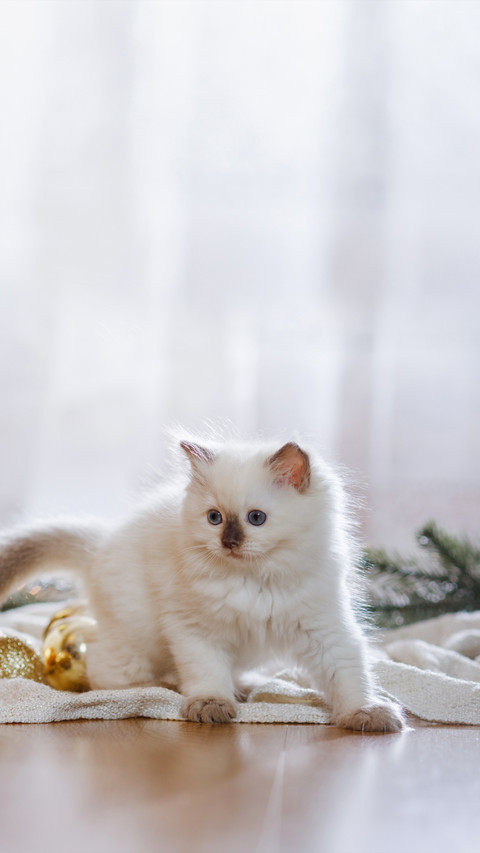 A Little Kitten Playing with Some Balls preview
