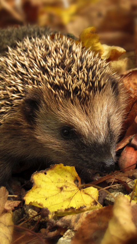 Hedgehog (2) preview