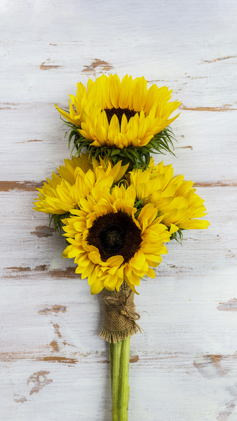 Beautiful Sunflowers preview