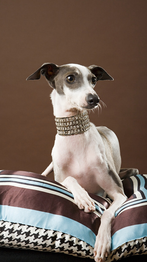 Dog food may cause species extinction 5 preview