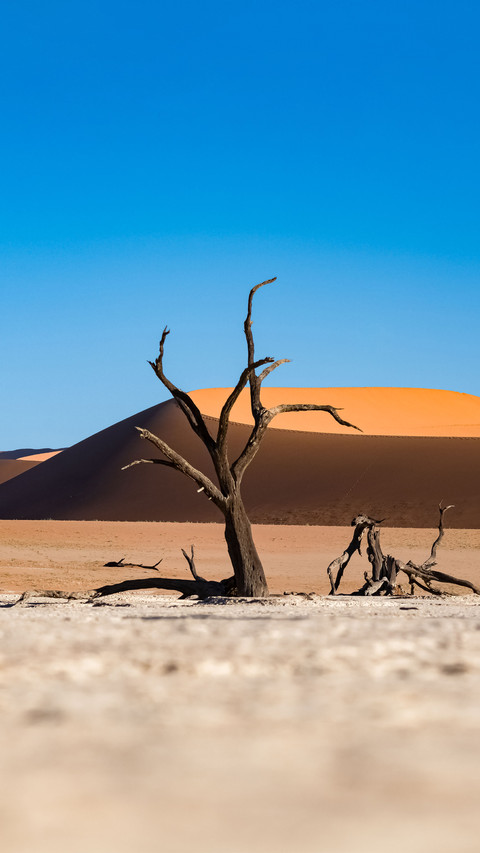 Pure desert preview
