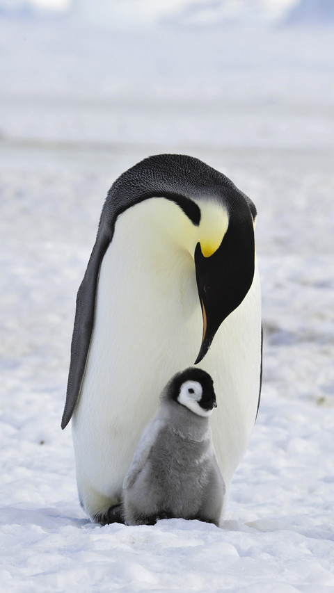 Grown Penguin with Baby preview