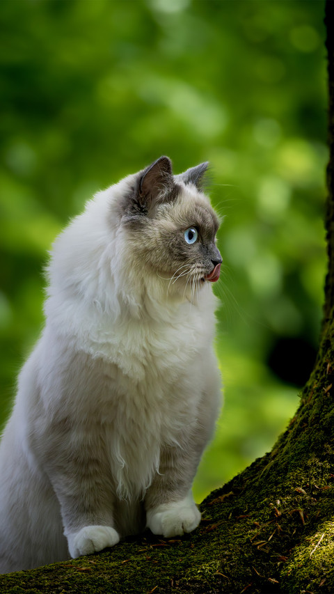 A cat sitting outdoors preview