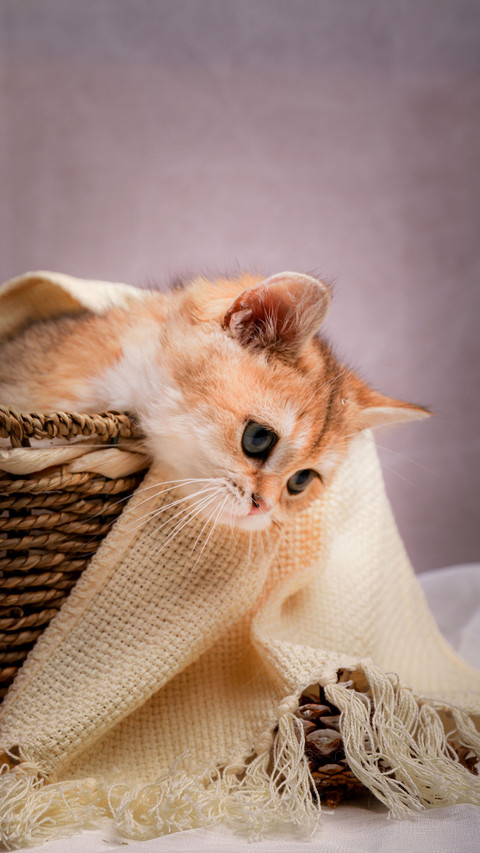 Cats Should Pay Attention to Sleeping 3 preview