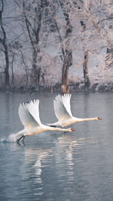Two Swans Flying on The Water preview
