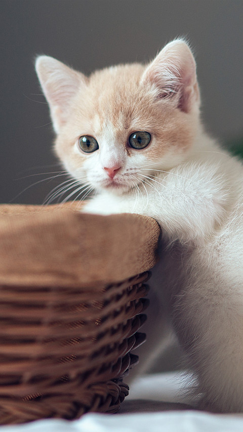 The kitten crawled into the basket preview