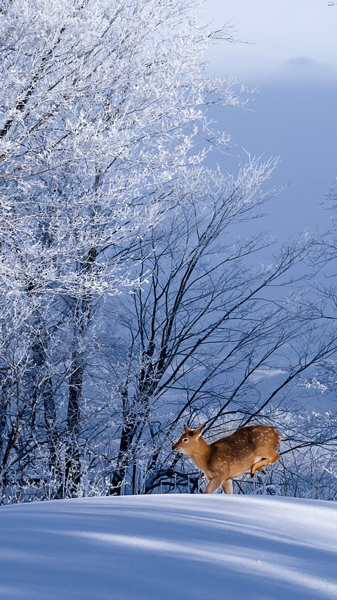 The spotted deer in winter preview
