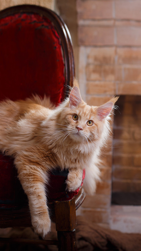 A Cat near the Fireplace Resting preview