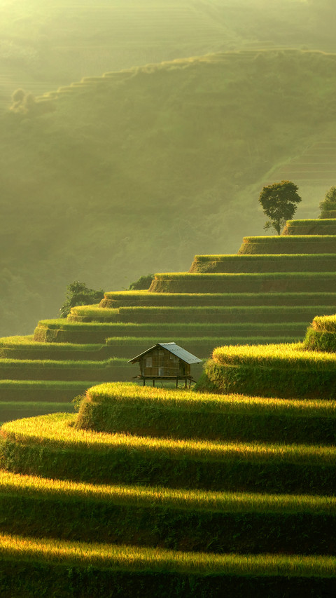 Mu Cang Chai, Landscape Terraced Rice Field Near Sapa preview