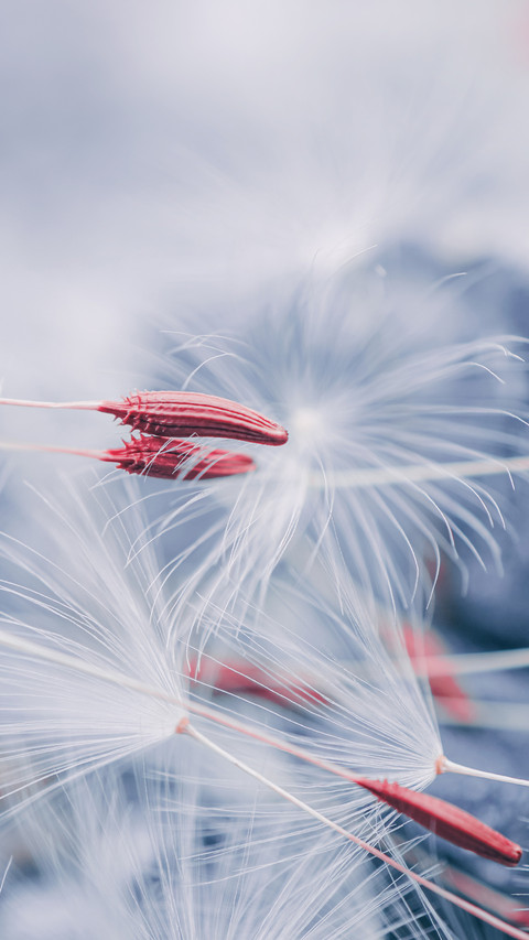 Beautiful Dandelion Flower Seed in Spring Season preview