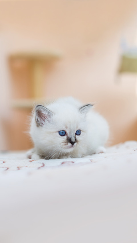 Kitten cat breed sacred burma on a light background preview