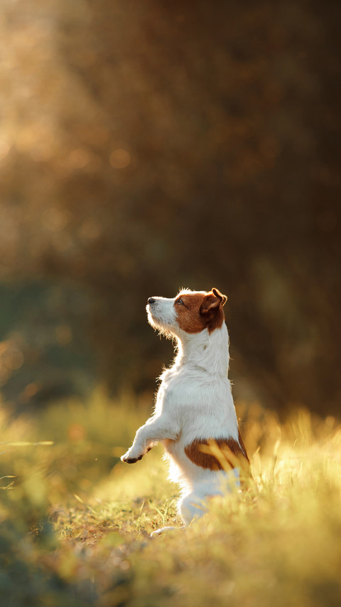 Dog walks on nature preview