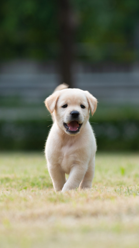 Healthy Pup, Enjoying Grassland Fun preview