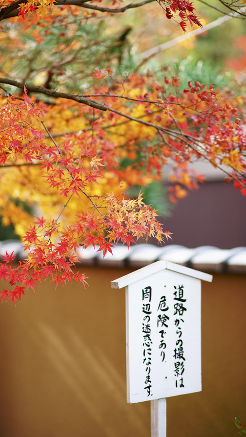 京都红叶季 preview