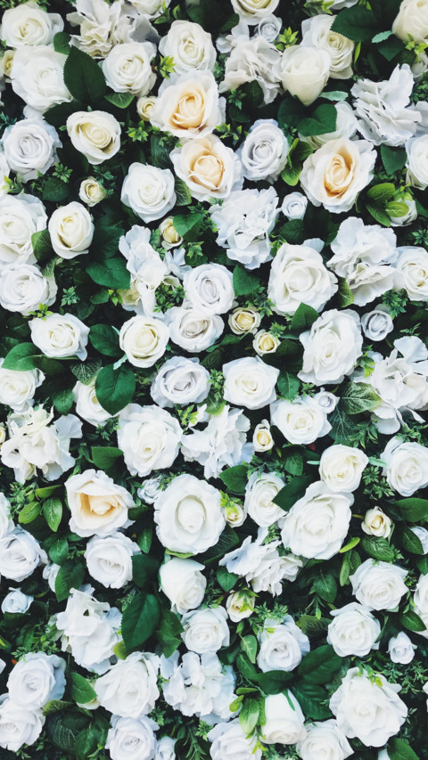 Flowers and Plants (25) preview