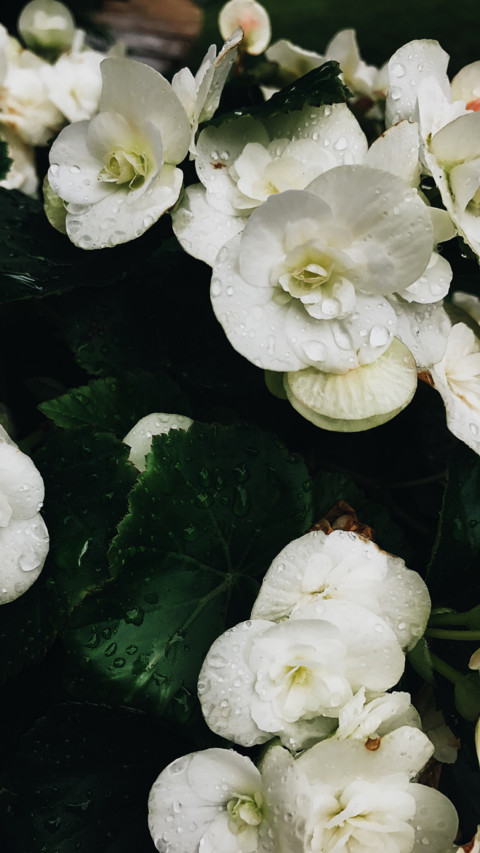 Flowers and Plants (5) preview