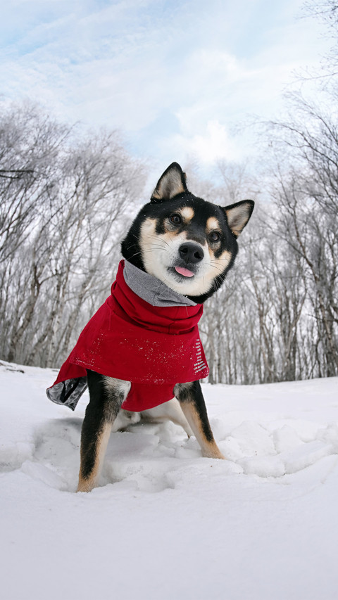 Shiba inu in the snow 2 preview