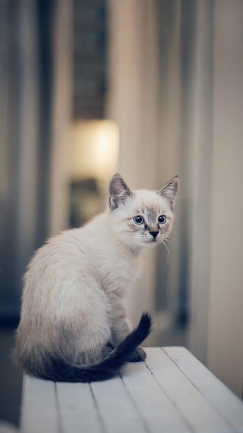 A Thai kitten sits on a stool preview