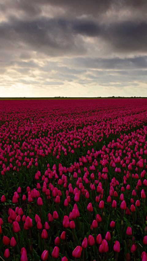 Magnificent flower fields preview