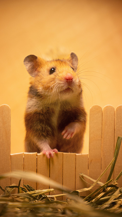 Cute and charming upright preview