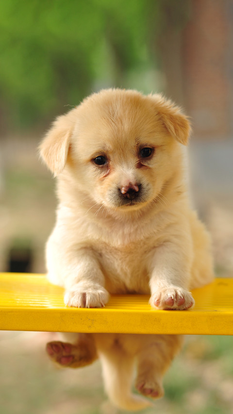 The puppy on the swing 2 preview