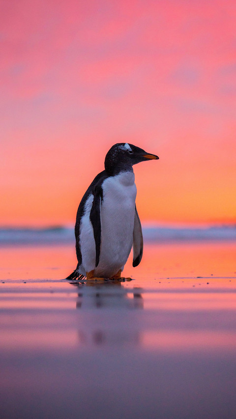 Why are there no penguins in the arctic preview