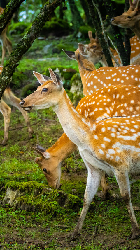 The deer shadows in the forest are quiet and leisurely preview