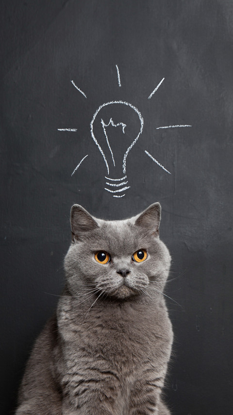 Common domestic cat breeds preview