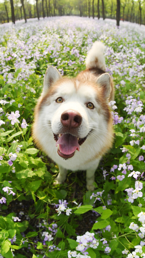 Is your dog sticky or high cold preview