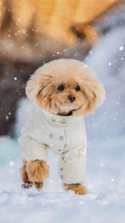 How does teddy survive the winter safely preview