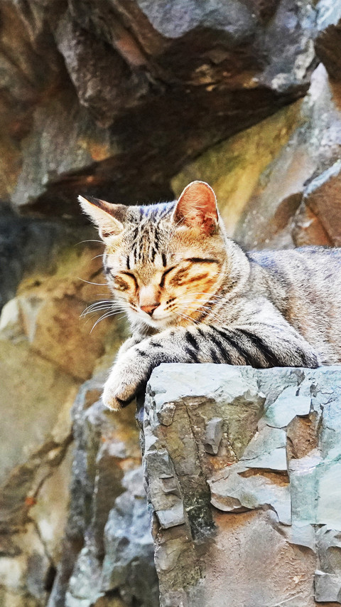 The cat at lingyin temple preview