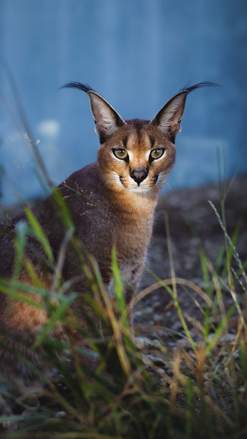 Desert Lynx preview