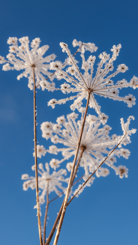Winter plants preview