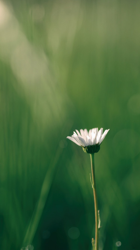 Spring (20) preview