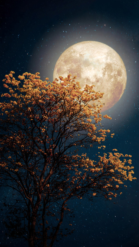 The moon is round preview