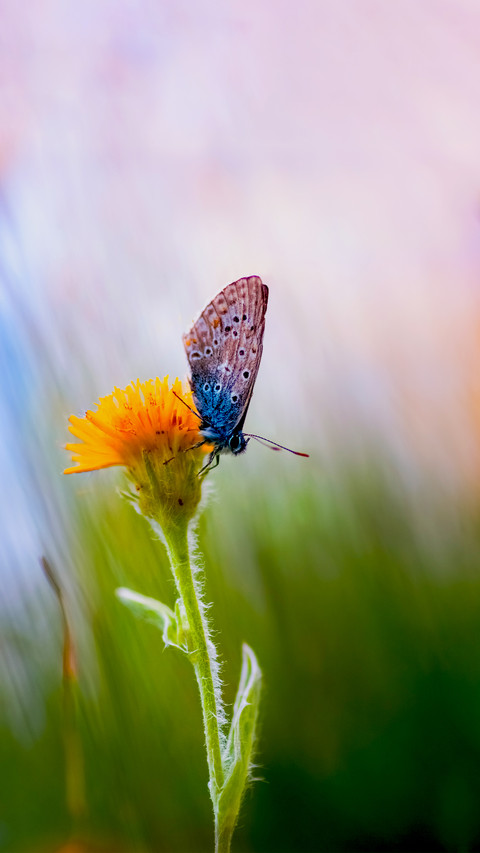 The Beauty of Nature preview