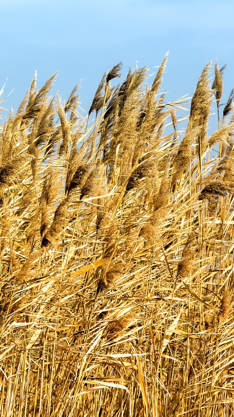 Autumn reeds preview