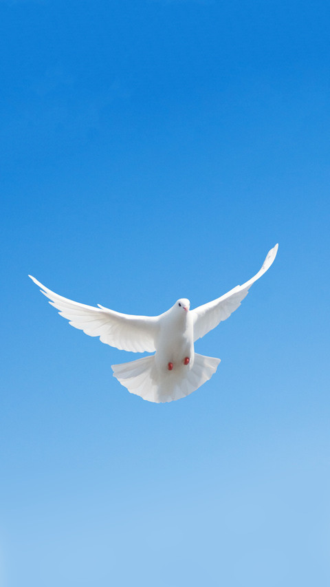 Why do carrier pigeons not get lost while delivering preview