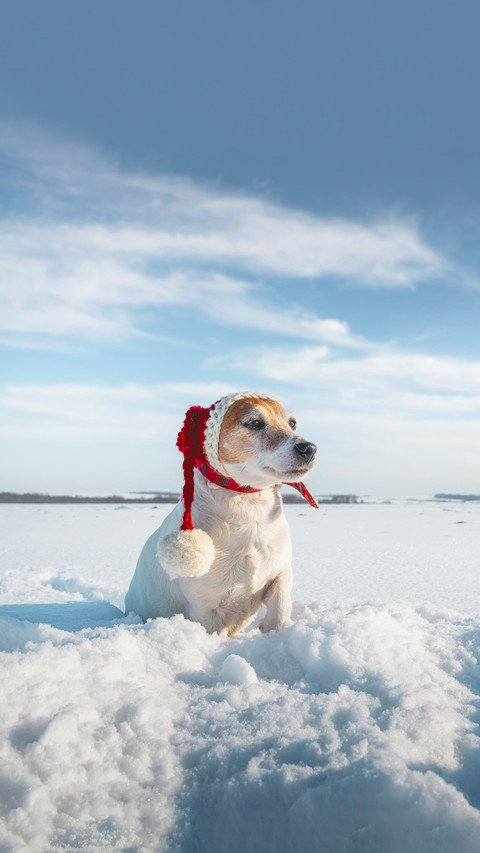 White jack russel terrier puppy in stylish red santa hat preview