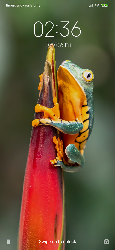 Frog_3MD preview