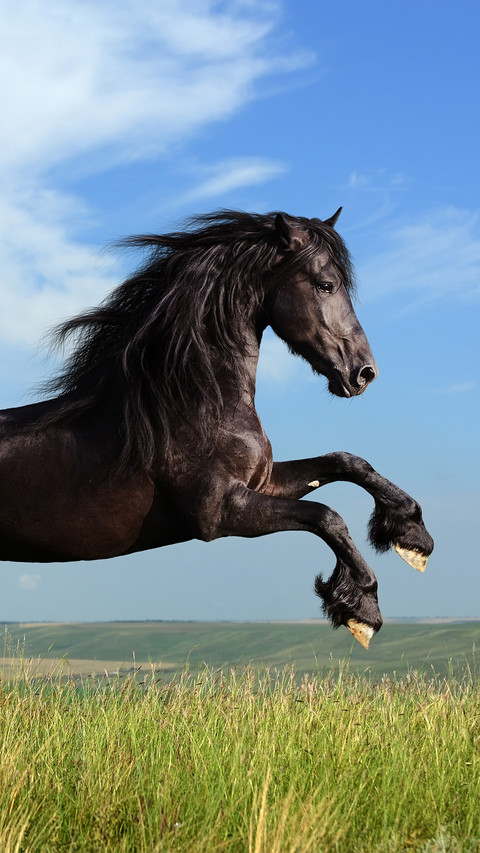 A black horse running on the grassland preview