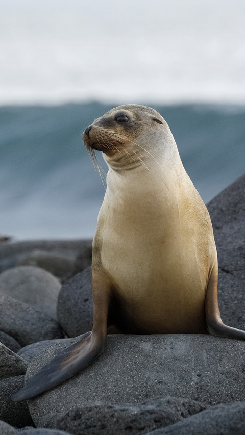 Sea Lion Resting on Rock preview